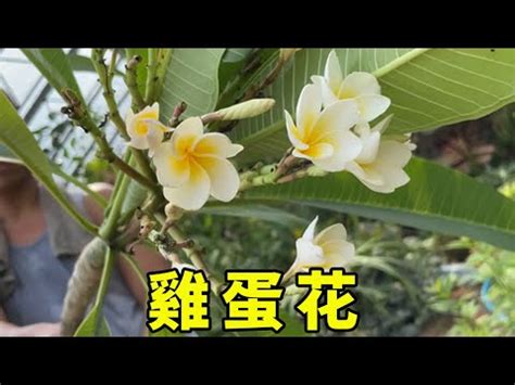 雞蛋花風水禁忌|【雞蛋花風水】雞蛋花的風水秘密：招財避煞全解析！